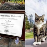 Universidad otorga doctorado honorífico a un gato
