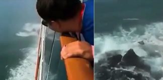 Foto: "Parece Godzilla" Captan extraña criatura marina saliendo del mar (Video) / Cortesía