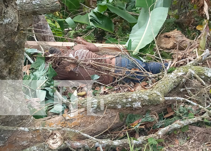 Foto: Tragedia en Jalapa: Hombre fallece tras ser aplastado por un árbol en Nueva Segovia/TN8