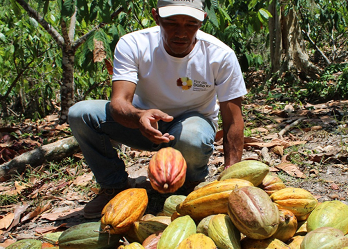 Foto:Producción de cacao con resultados satisfactorios/Cortesía