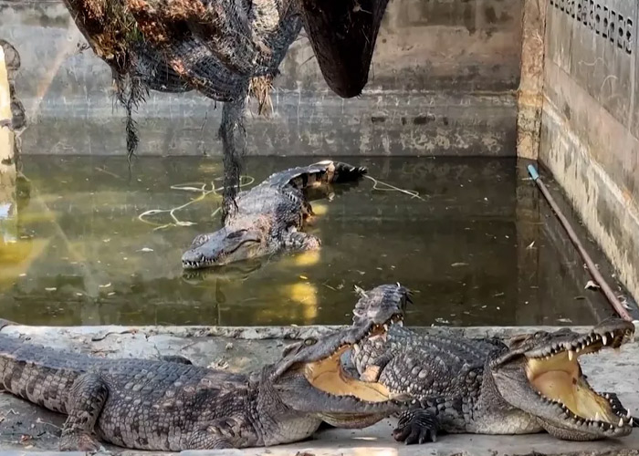 Arroja a su hijo a un canal plagado de cocodrilos en India
