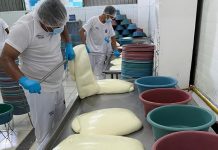 Foto:Producción de queso en buen crecimiento en las exportaciones/Cortesía