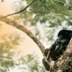 Unos 83 monos mueren por ola de calor en México