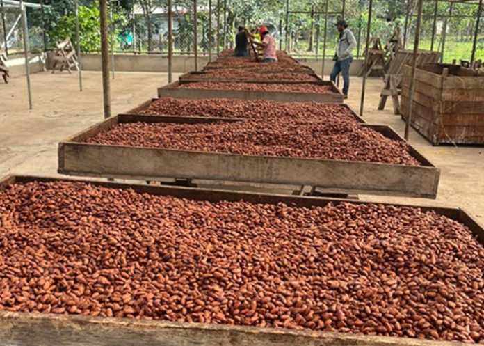 Foto:Producción de cacao con resultados satisfactorios/Cortesía