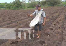Foto: Buenos cultivos en tierras de Nandaime y Diriomo / TN8