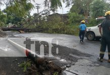 Árbol histórico sucumbe ante la fuerza de la naturaleza en Carretera a Xiloá, Managua