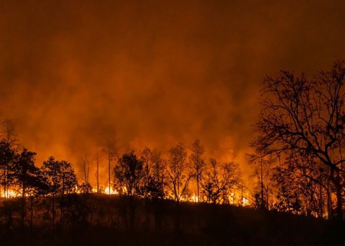 Foto: Incendios forestales en Argentina /cortesía