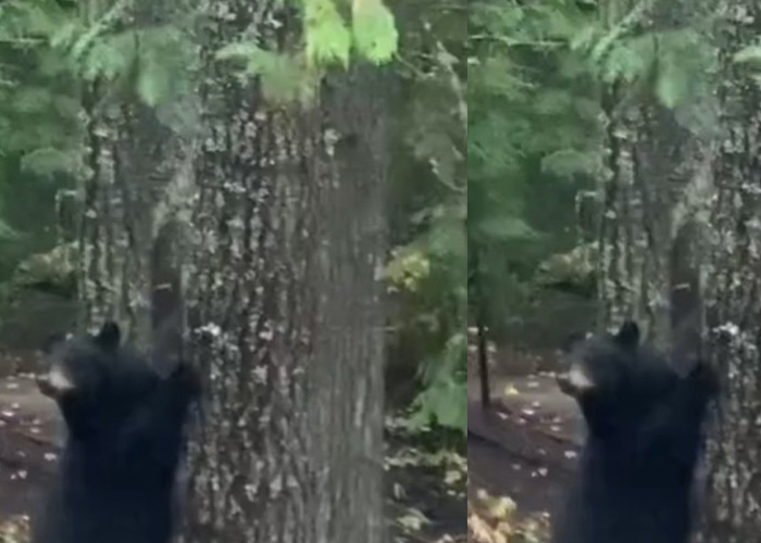 Foto: El susto del Oso /cortesía