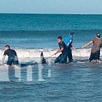 Foto: Delfín varado en playa El Velero es rescatado y devuelto al mar/TN8