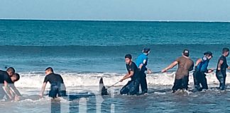Foto: Delfín varado en playa El Velero es rescatado y devuelto al mar/TN8