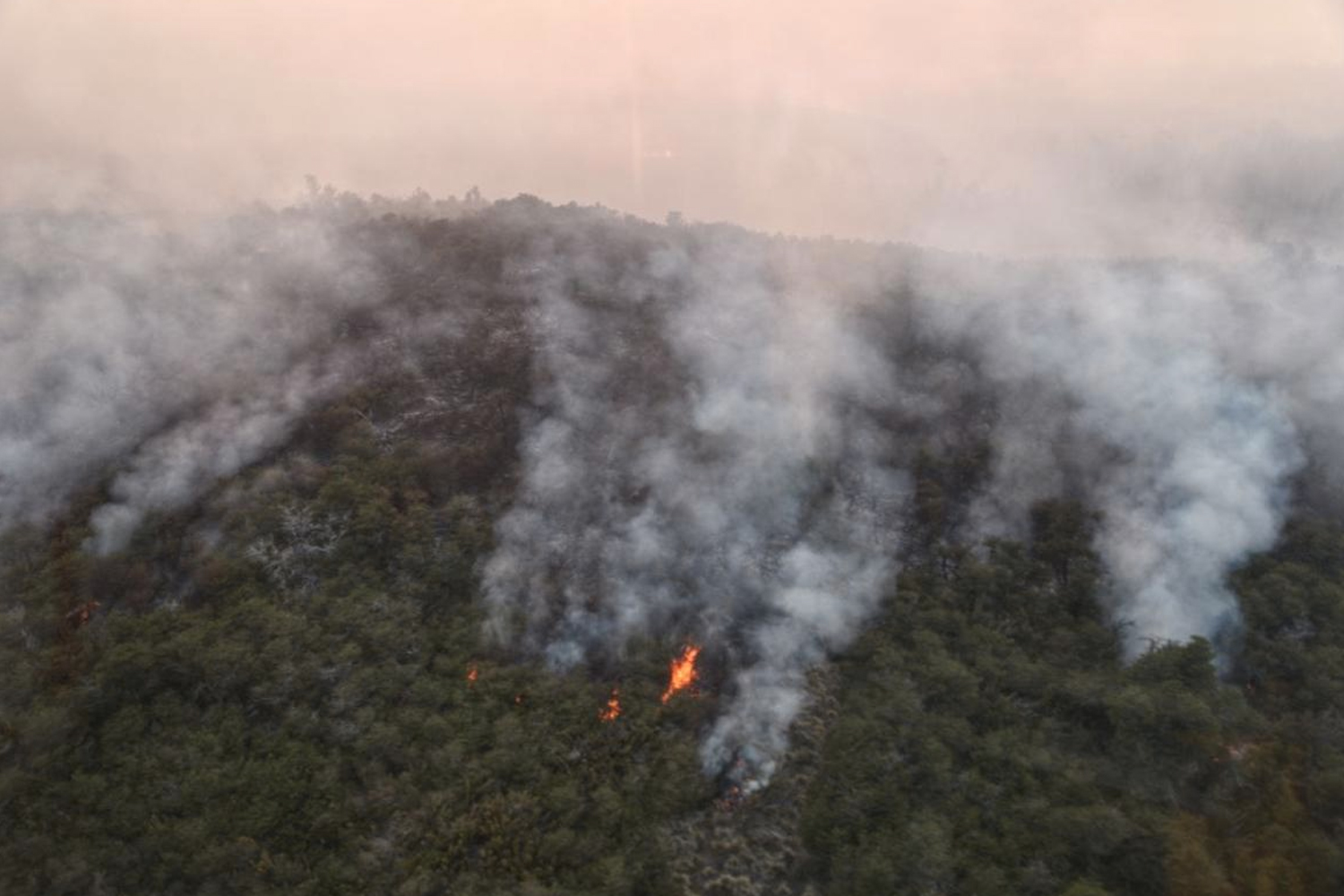 Foto: Los Bosques Andino Patagónicos de Argentina/Cortesía
