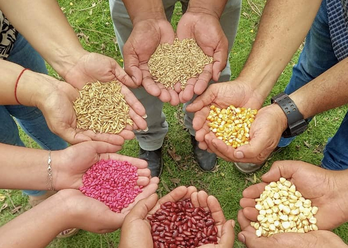 Foto: INTA trabaja en el fortalecimiento de los bancos comunitarios de semillas /cortesía