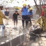 Foto: Bomberos de Estelí salvan a un caballo que cayó en un sumidero /TN8