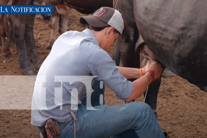 Foto: Nicaragua aumenta su producción láctea y refuerza exportaciones internacionales/TN8