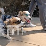Foto: Dodi y Benji, la sensación en las calles de Managua /TN8