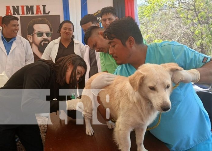 Foto: Jornada veterinaria en Matagalpa / TN8