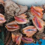 Foto: INPESCA confirma calidad del caracol rosado/Cortesía