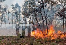 Incendio forestal en Somoto amenaza zona fronteriza y desata emergencia ambiental