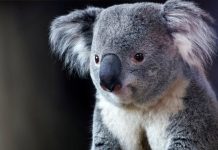 Foto: Polémica en Australia por matanza de koalas /Cortesía