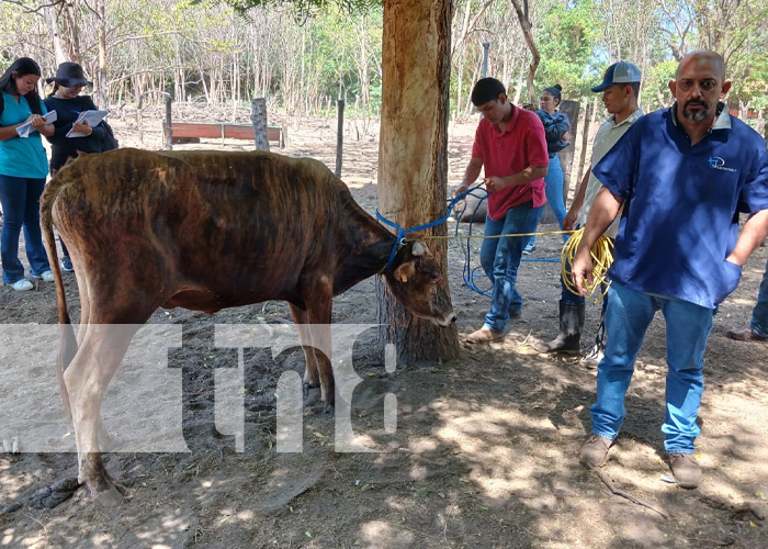 Foto: Medicina Veterinaria en la UNA / TN8